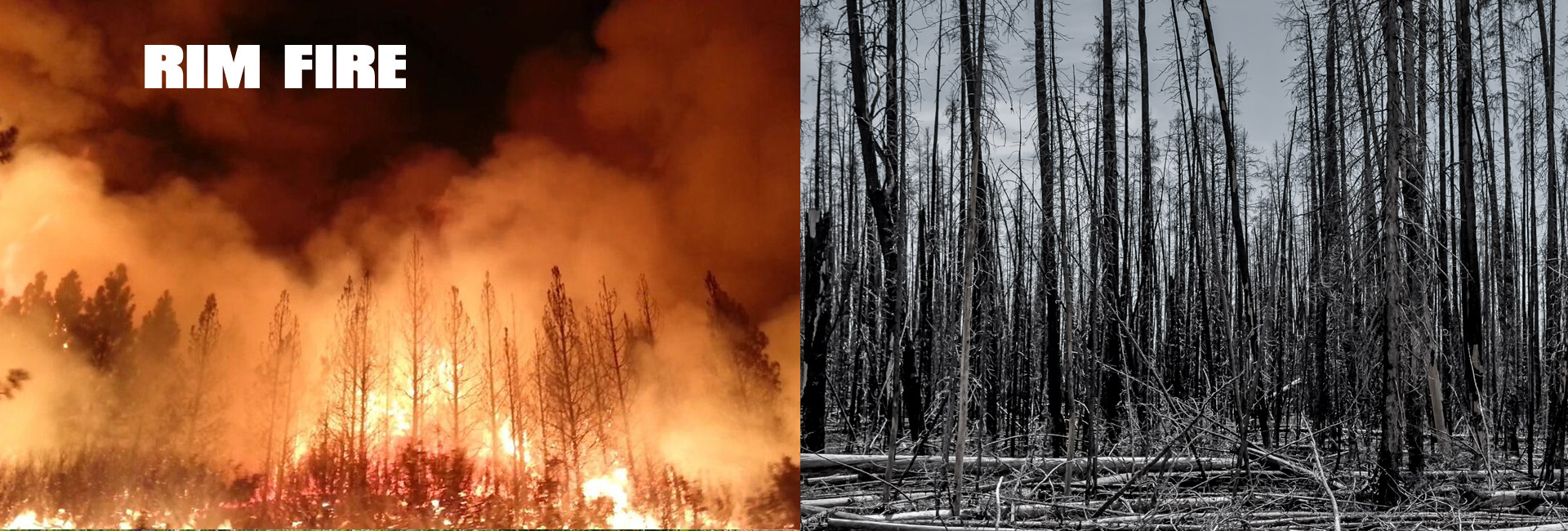 Rim Fire